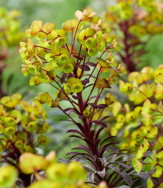 Euphorbia amygdaloides 'Miner's Merlot'